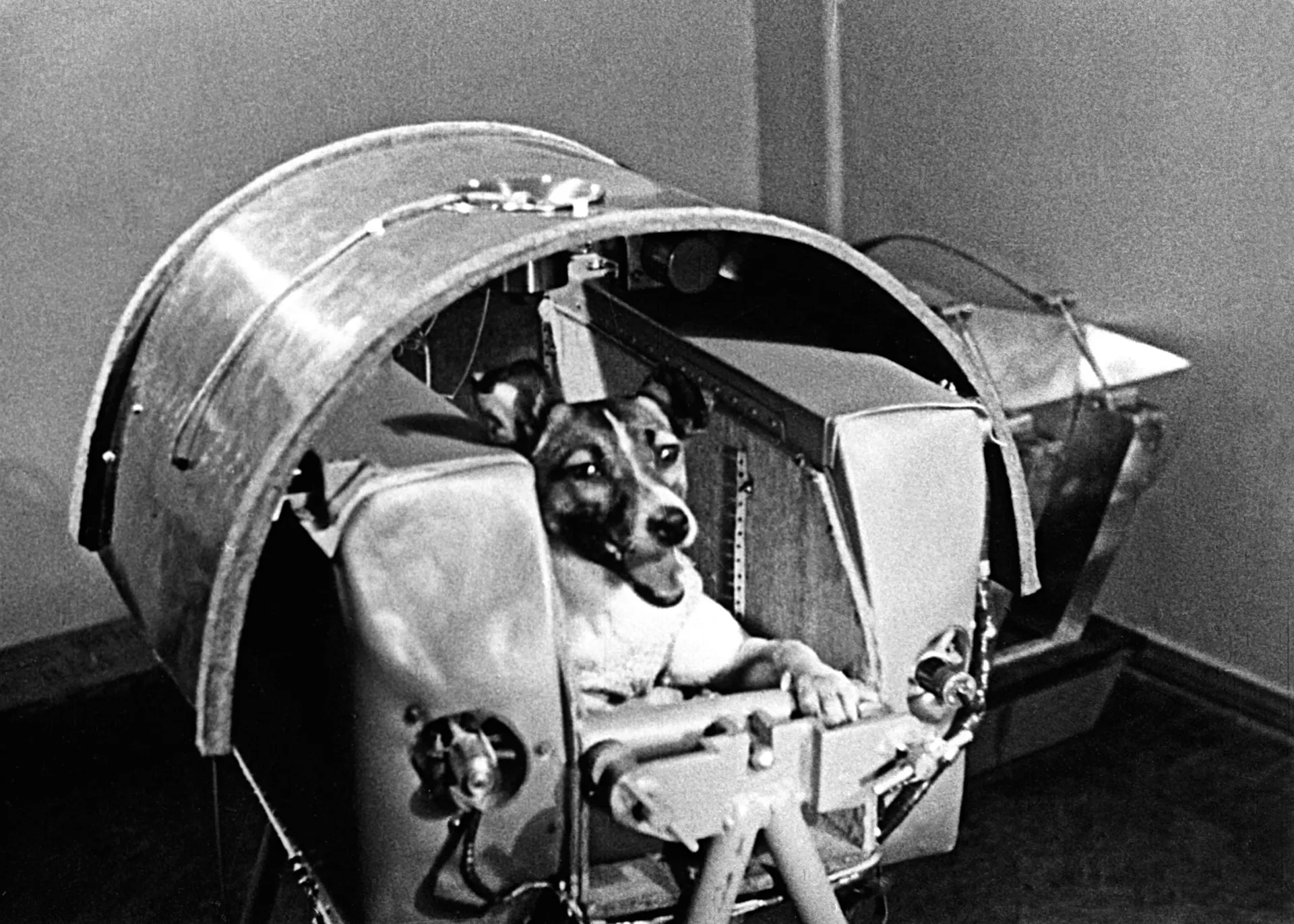 laika in a training capsule before her mission to space